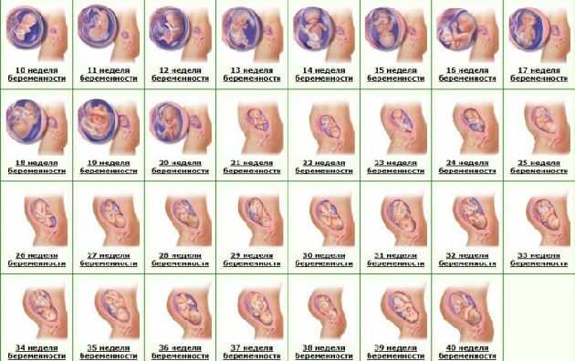 Развитие ребенка по неделям